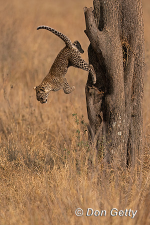 Leopard Cub