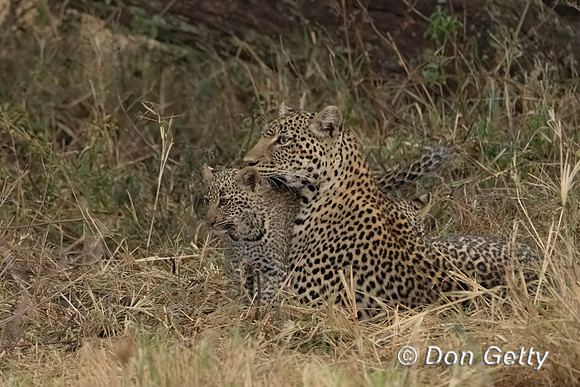 Leopard Cub