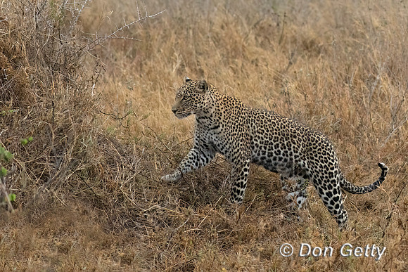Leopard