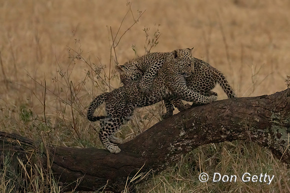 Leopard Cub