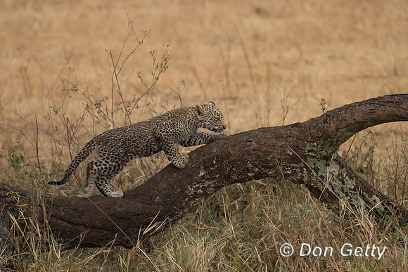 Leopard Cub