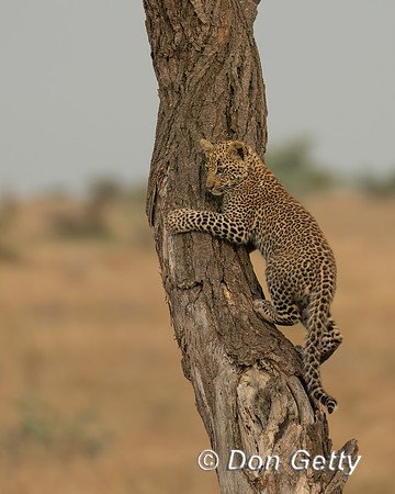 Leopard Cub