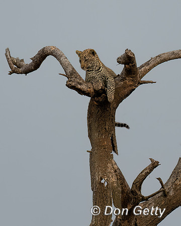 Leopard Cub