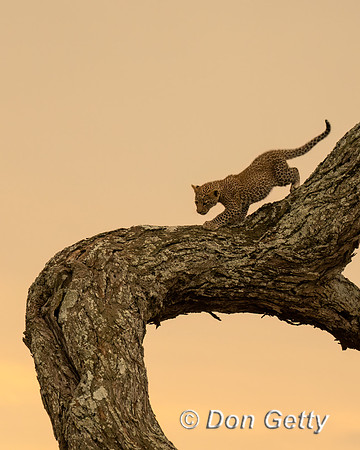Leopard Cub