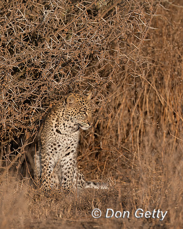 Leopard Cub