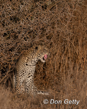Leopard Cub