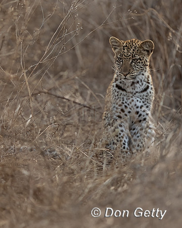 Leopard Cub