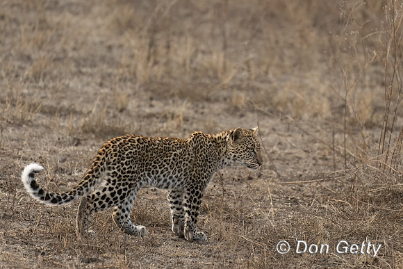 Leopard Cub