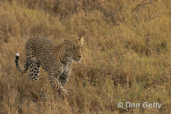 Leopard