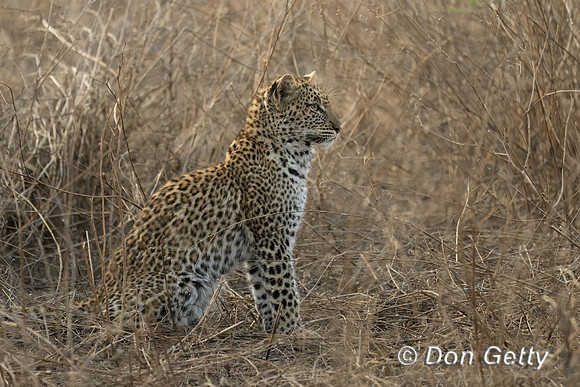 Leopard Cub