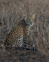 Leopard Cub