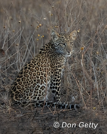 Leopard Cub