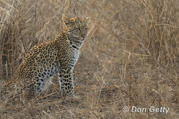 Leopard Cub