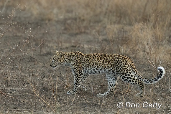 Leopard Cub