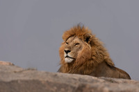 Male Lion