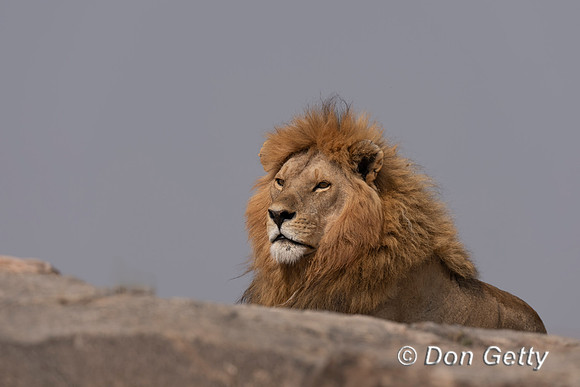 Male Lion
