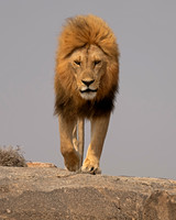 Male Lion