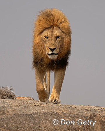 Male Lion