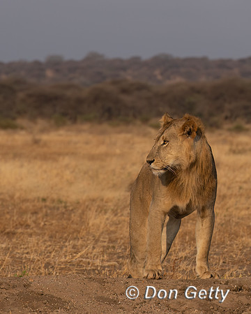 Male Lion