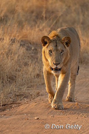 Male Lion