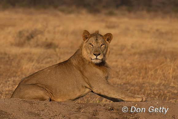 Male Lion