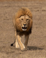 Male Lion