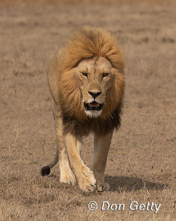 Male Lion