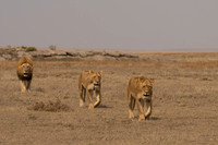 Lions