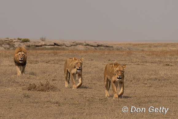 Lions