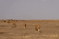Lions