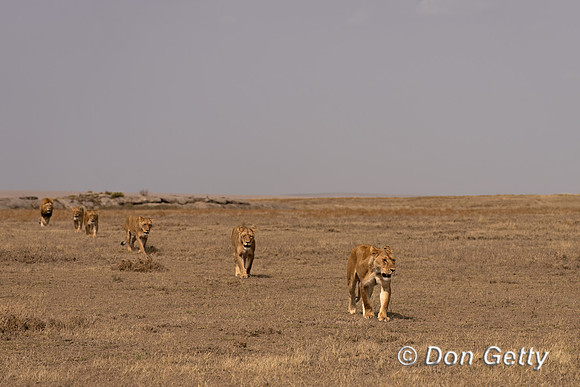 Lions