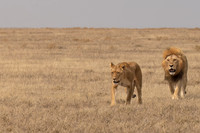 Lions