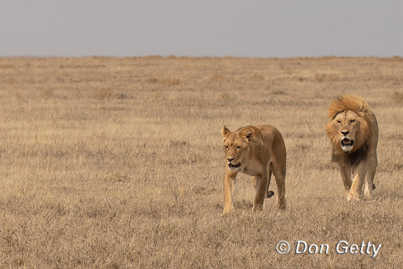 Lions