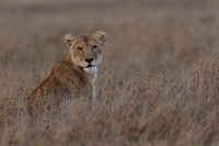 Lioness