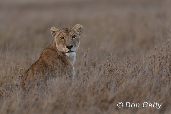 Lioness