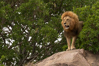Male Lion