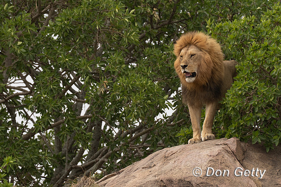 Male Lion