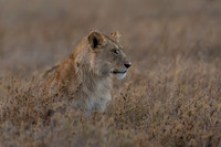 Male Lion