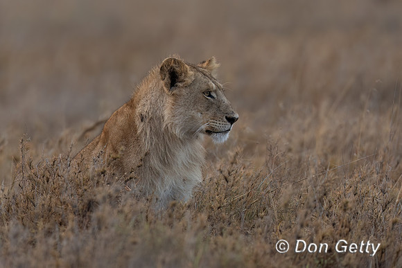 Male Lion
