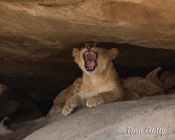 Lion Cub
