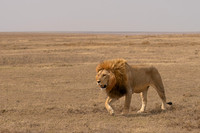 Male Lion