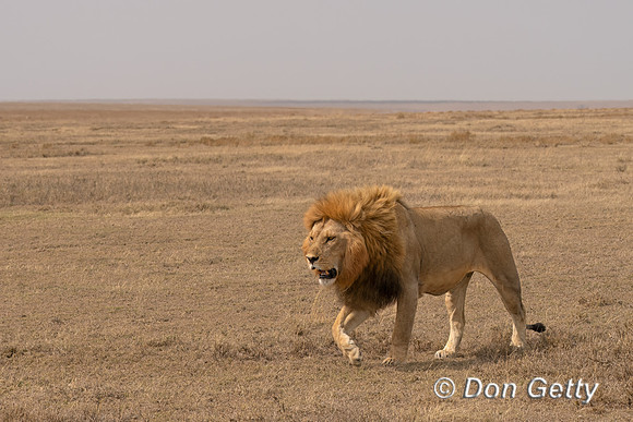 Male Lion