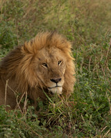 Male Lion