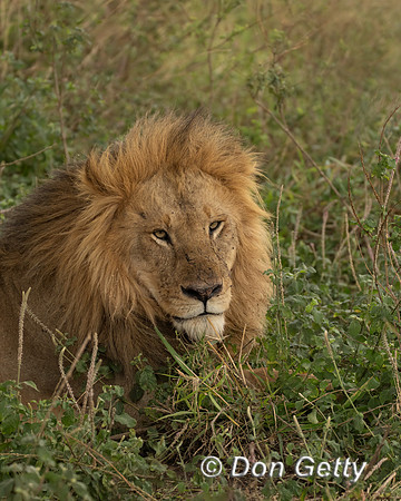 Male Lion