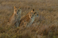 Lions