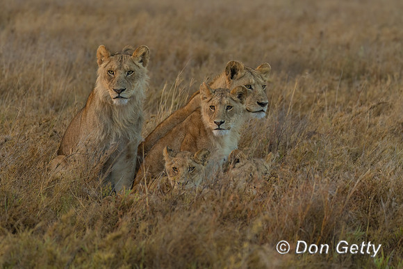 Lions