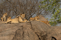Lions