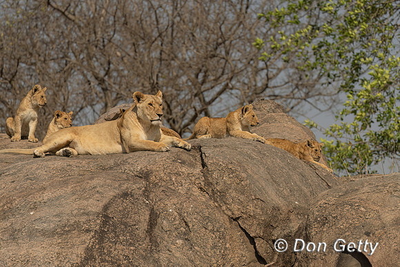 Lions