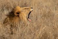 Male Lion