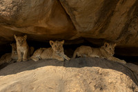 Lion Cub